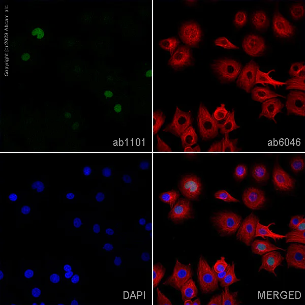 Immunocytochemistry/ Immunofluorescence - Anti-p53 antibody [DO-1] - BSA and Azide free (AB237976)