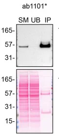 Immunoprecipitation - Anti-p53 antibody [DO-1] - BSA and Azide free (AB237976)