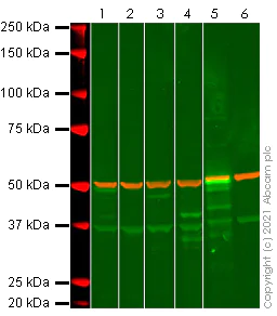 Western blot - Anti-p53 antibody [DO-1] - BSA and Azide free (AB237976)