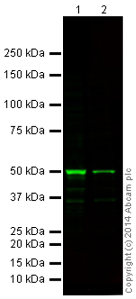 Western blot - Anti-p53 antibody [DO-1] - ChIP Grade (ab1101), expandable thumbnail