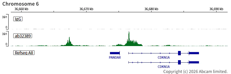 ChIC/CUT&RUN sequencing - Anti-p53 antibody [E26] (AB32389)