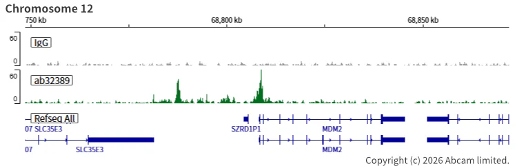 ChIC/CUT&RUN sequencing - Anti-p53 antibody [E26] (AB32389)