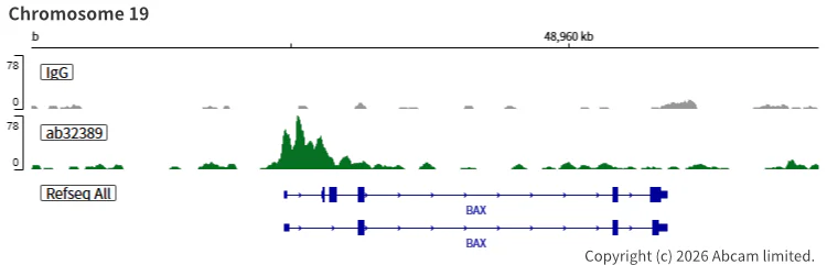 ChIC/CUT&RUN sequencing - Anti-p53 antibody [E26] (AB32389)
