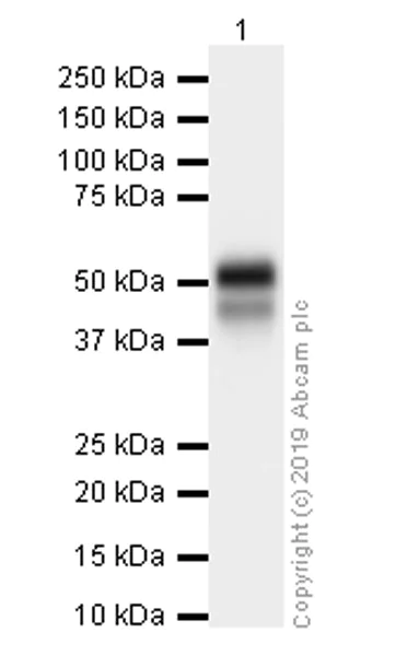 Western blot - Anti-p53 antibody [E26] (AB32389)