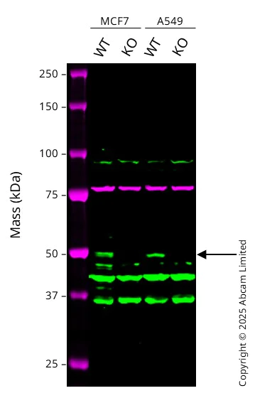 Western blot - Anti-p53 antibody [E26] (AB32389)