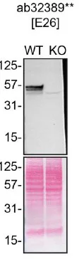 Western blot - Anti-p53 antibody [E26] (AB32389)