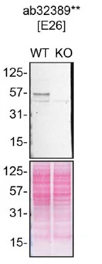 Western blot - Anti-p53 antibody [E26] (AB32389)