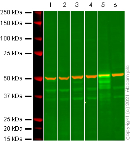 Western blot - Anti-p53 antibody [E26] - BSA and Azide free (AB225531), expandable thumbnail