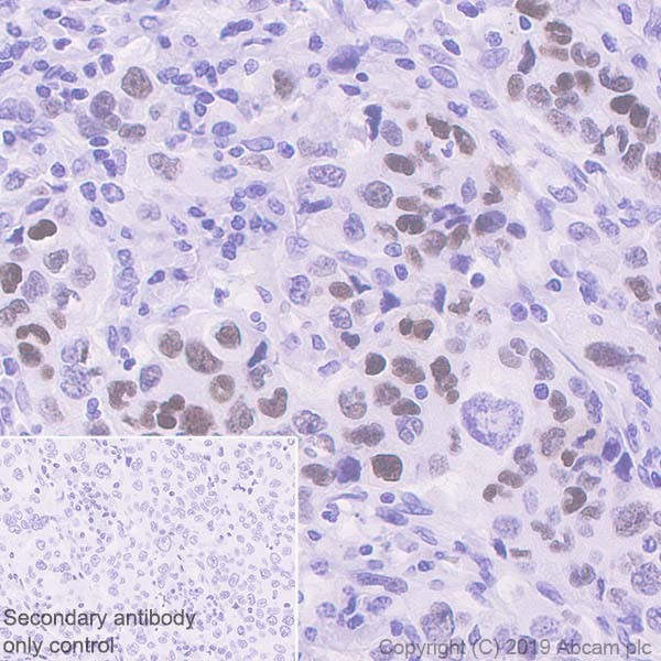 Anti-p53 antibody [E47]
