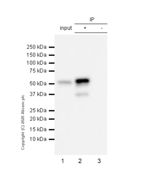 Immunoprecipitation - Anti-p53 antibody [E47] - BSA and Azide free (AB247264)