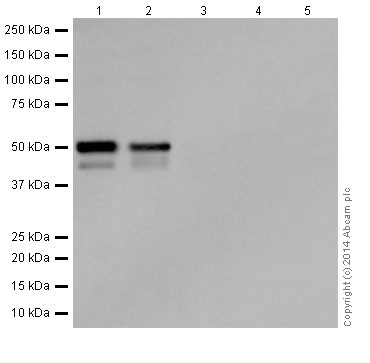Western blot - Anti-p53 antibody [EPR17343] (AB179477), expandable thumbnail
