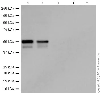Western blot - Anti-p53 antibody [EPR17343] (AB179477)