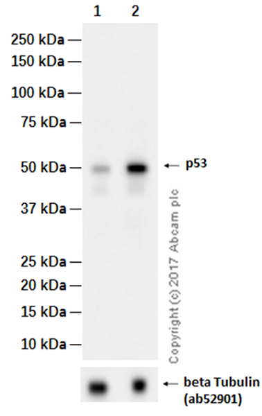 Western blot - Anti-p53 antibody [EPR17343] (AB179477), expandable thumbnail