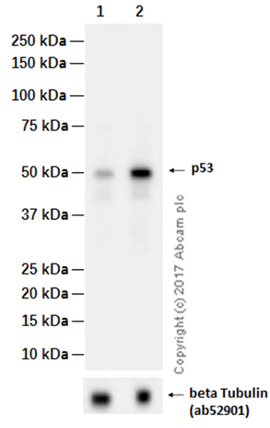 Western blot - Anti-p53 antibody [EPR17343] (AB179477)