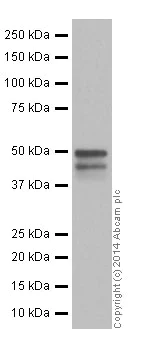 Western blot - Anti-p53 antibody [EPR17343] (AB179477)