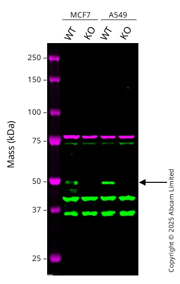 Western blot - Anti-p53 antibody [EPR17343] - BSA and Azide free (AB240215)