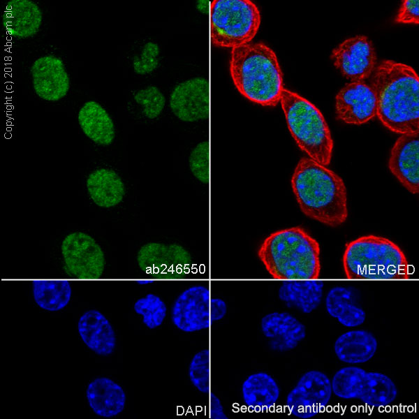 Immunocytochemistry/ Immunofluorescence - Anti-p53 antibody [EPR20416-120] (AB246550), expandable thumbnail