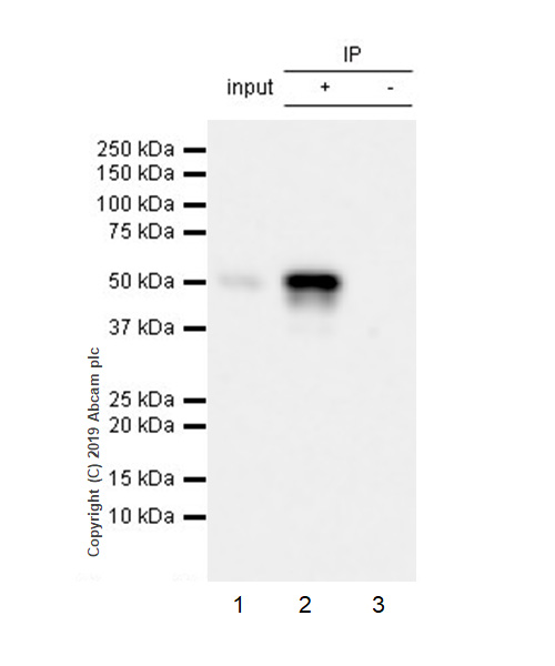 Immunoprecipitation - Anti-p53 antibody [EPR20416-120] (AB246550), expandable thumbnail