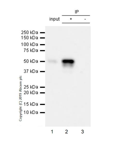 Immunoprecipitation - Anti-p53 antibody [EPR20416-120] (AB246550)