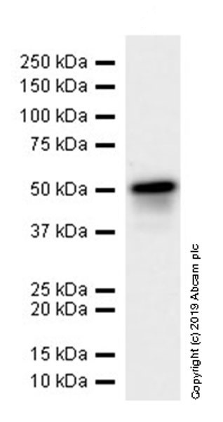 Western blot - Anti-p53 antibody [EPR20416-120] (AB246550), expandable thumbnail