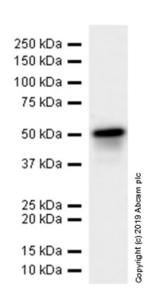 Western blot - Anti-p53 antibody [EPR20416-120] (AB246550)