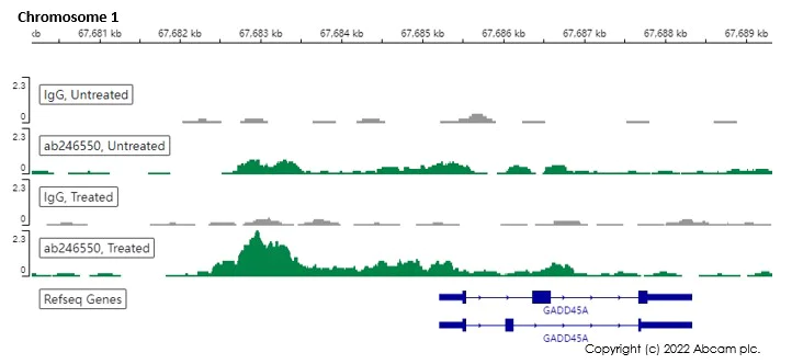 ChIC/CUT&RUN sequencing - Anti-p53 antibody [EPR20416-120] - BSA and Azide free (AB252380)