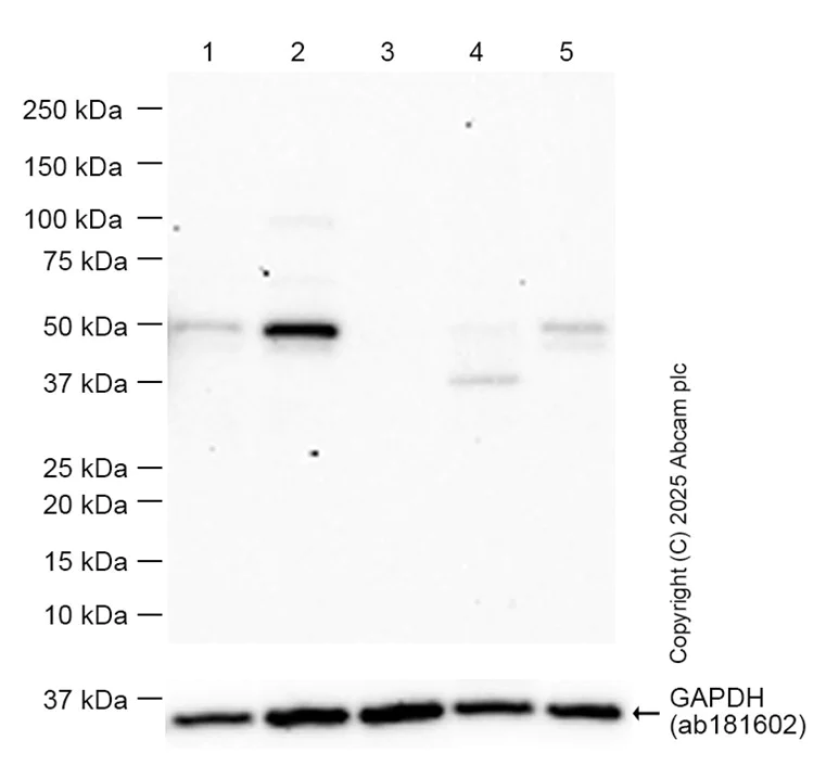 Western blot - Anti-p53 antibody [EPR20416-120] - BSA and Azide free (AB252380)