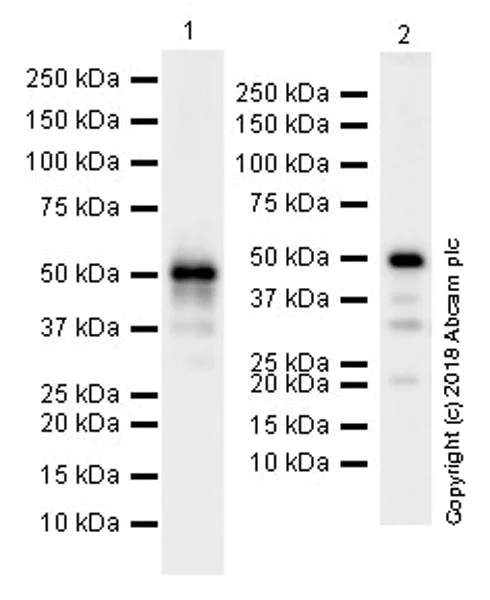 Western blot - Anti-p53 antibody [EPR20416-124] (AB246223)