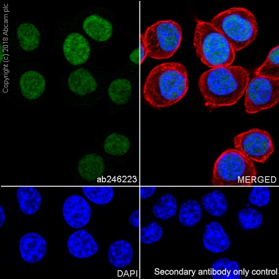 Immunocytochemistry/ Immunofluorescence - Anti-p53 antibody [EPR20416-124] - BSA and Azide free (AB252388), expandable thumbnail