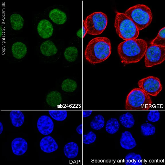 Immunocytochemistry/ Immunofluorescence - Anti-p53 antibody [EPR20416-124] - BSA and Azide free (AB252388)