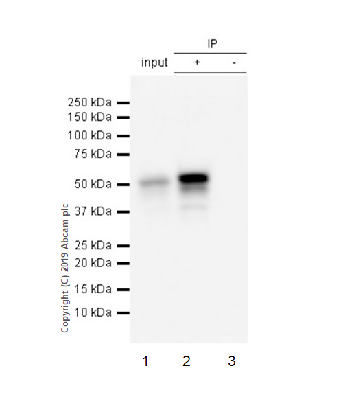 Immunoprecipitation - Anti-p53 antibody [EPR20416-124] - BSA and Azide free (AB252388), expandable thumbnail