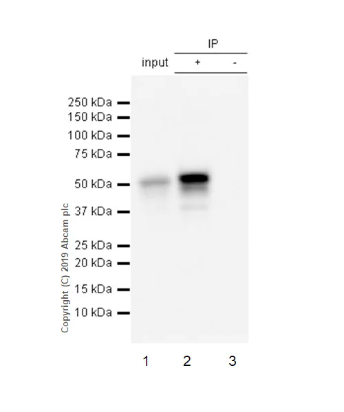 Immunoprecipitation - Anti-p53 antibody [EPR20416-124] - BSA and Azide free (AB252388)