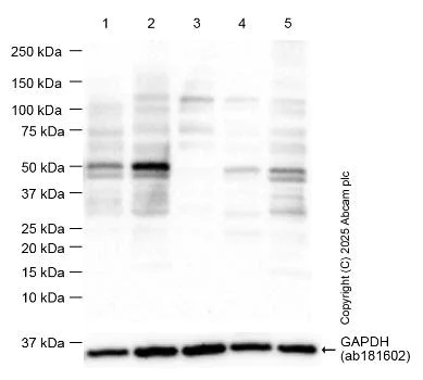 Western blot - Anti-p53 antibody [EPR20416-124] - BSA and Azide free (AB252388)