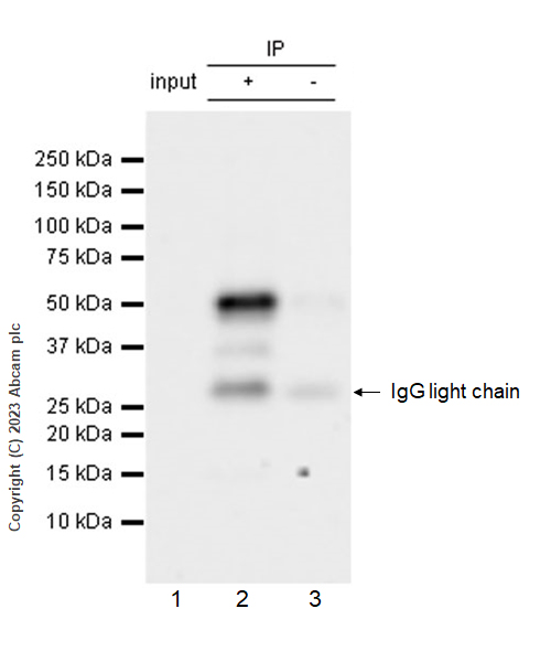 Immunoprecipitation - Anti-p53 antibody [G59-12] - BSA and Azide free (AB308610), expandable thumbnail
