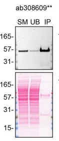 Immunoprecipitation - Anti-p53 antibody [G59-12] - BSA and Azide free (AB308610)