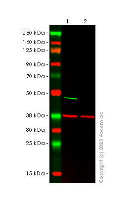 Western blot - Anti-p53 antibody [G59-12] - BSA and Azide free (AB308610), expandable thumbnail