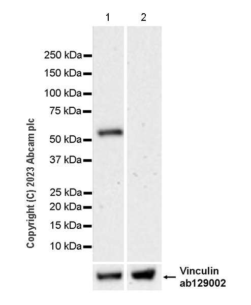 Western blot - Anti-p53 antibody [G59-12] - BSA and Azide free (AB308610), expandable thumbnail