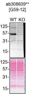 Western blot - Anti-p53 antibody [G59-12] - BSA and Azide free (AB308610)