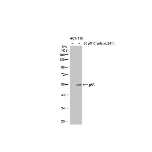 Western blot - Anti-p53 antibody [HL2242] (AB317176)
