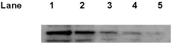 Western blot - Anti-p53 antibody [PAb 1801] (AB28)