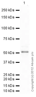 Western blot - Anti-p53 antibody [PAb 1801] (AB28)