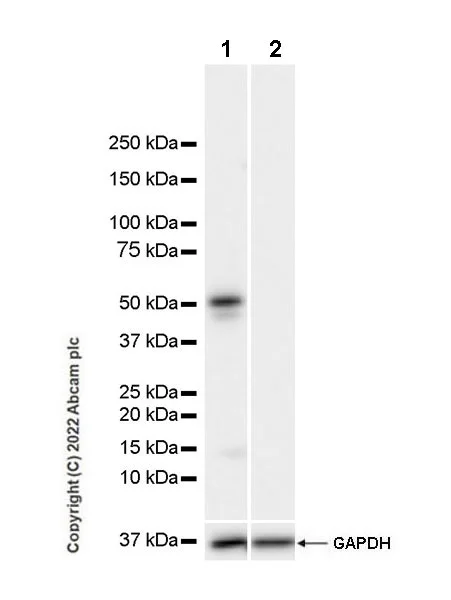 Western blot - Anti-p53 antibody [PAb 1801] (AB28)