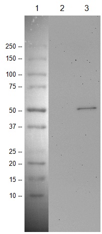 Western blot - Anti-p53 antibody [PAb 240] (ab26), expandable thumbnail