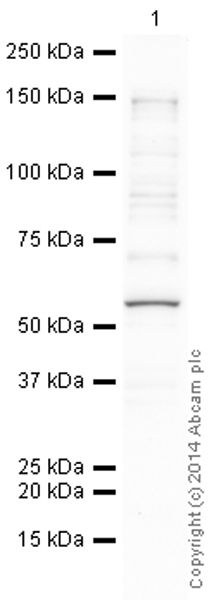 Western blot - Anti-p53 antibody [PAb 240] (AB26), expandable thumbnail