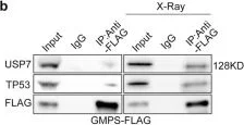 Western blot - Anti-p53 antibody [PAb 240] (AB26)