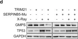 Western blot - Anti-p53 antibody [PAb 240] (AB26)