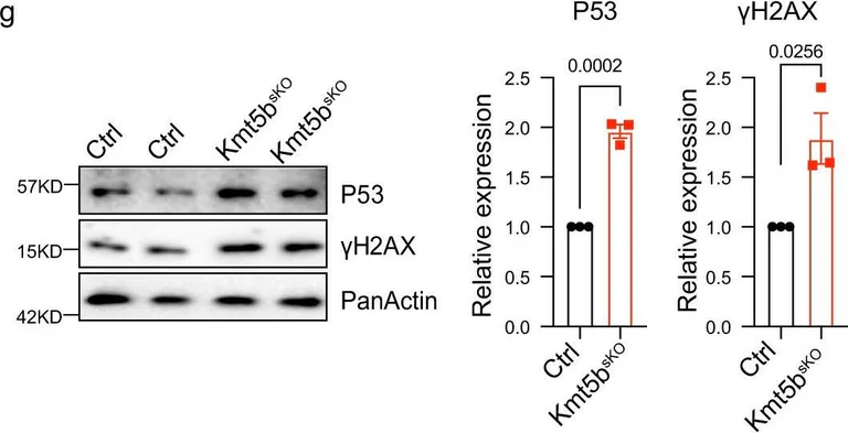 Western blot - Anti-p53 antibody [PAb 240] (AB26)