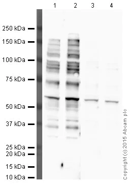 Western blot - Anti-p53 antibody [PAb 240] - BSA and Azide free (AB176243)