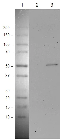 Western blot - Anti-p53 antibody [PAb 240] - BSA and Azide free (AB176243)