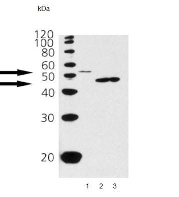 Western blot - Anti-p53 antibody [pAb122] (AB90363), expandable thumbnail